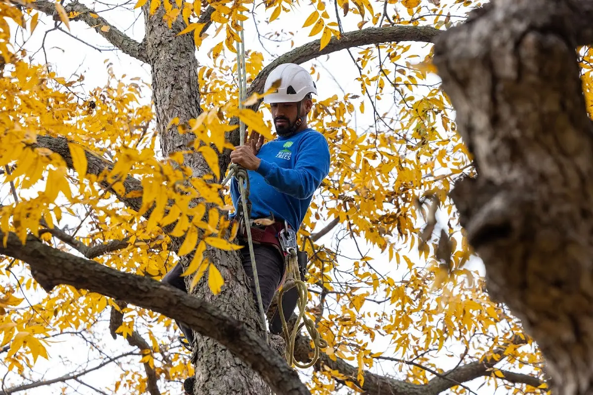 Skilled Tree Planting crew working in Detroit