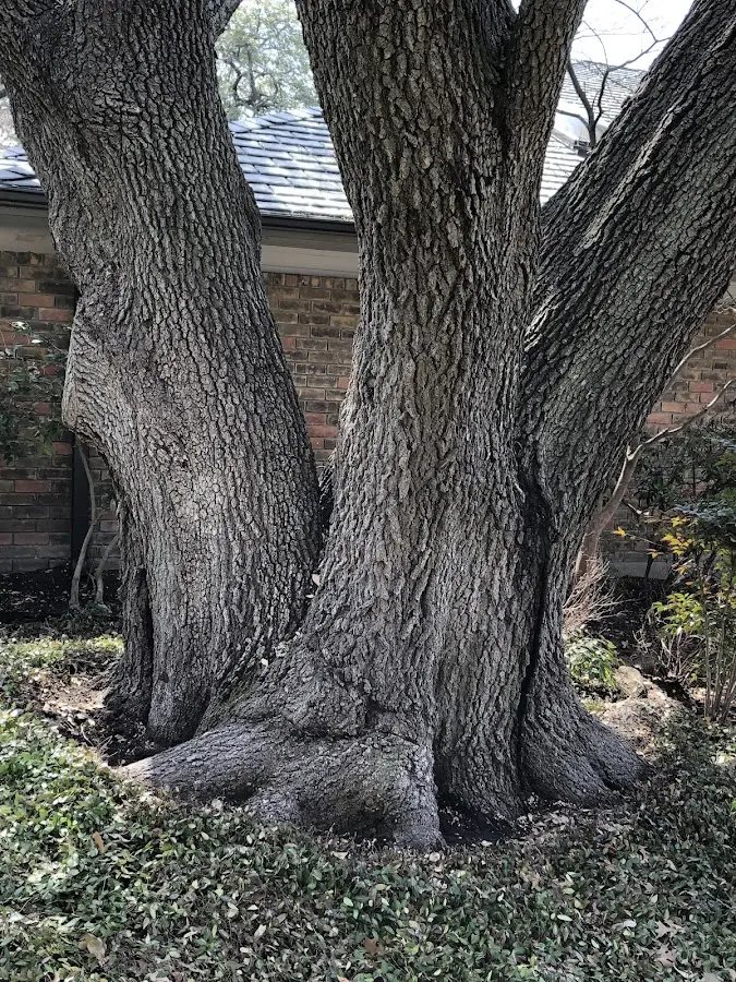Mature heritage tree close to a Detroit property cared for by certified arborists